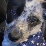 Profile Picture of Carrie Foster (@nelsonandcarrie) on Instagram