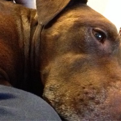 Profile Picture of Hayley Mansfield (@Lamp_Shadess) on Twitter