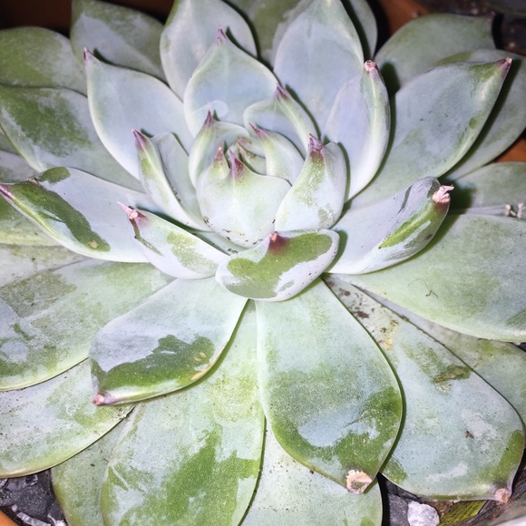 Profile Picture of Lexi Lasee (@afllasee_) on Poshmark