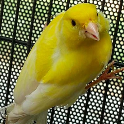 Profile Picture of Danny Hoskins (@YellowCanary108) on Twitter