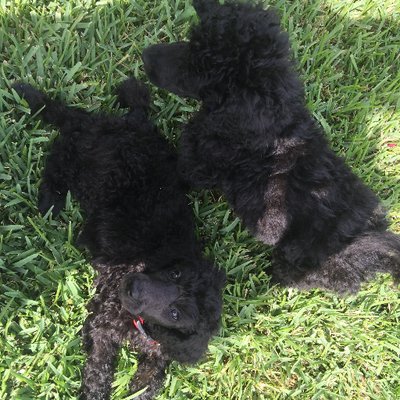 Profile Picture of Dick  Cantner (@apache64a) on Twitter