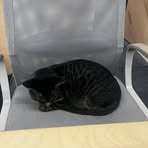 Profile Picture of Michael Lemon (@Michael-Lemon) on Facebook