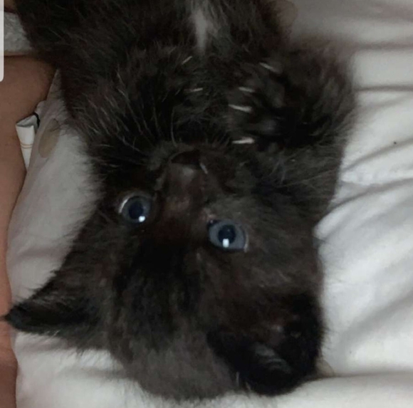 Profile Picture of Brian Alves (@brivian100209) on Poshmark