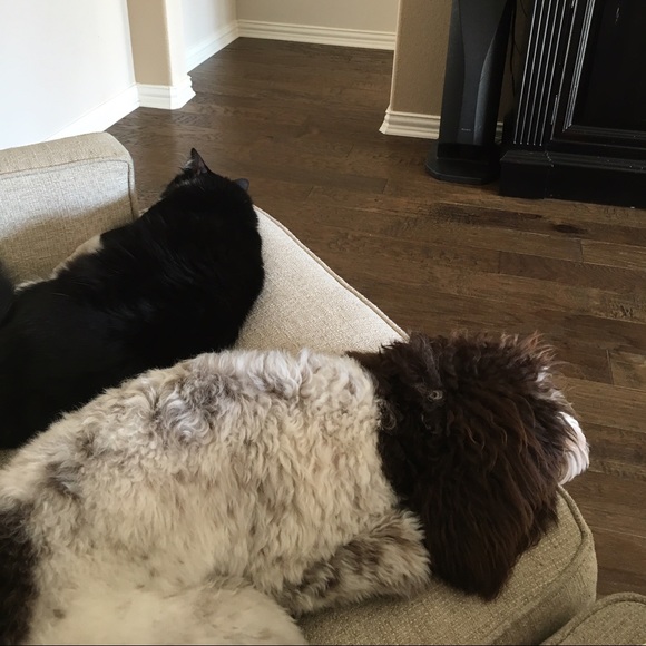 Profile Picture of Lauren Cheakas (@txcheaka1986) on Poshmark