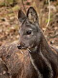 Profile Photo of Siberian musk deeron Wikipedia