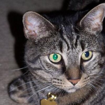 Profile Picture of Sarah Clapper (@SBClapper) on Twitter