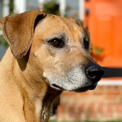 Profile Picture of Jeff Waggett (@go4ridgeback) on Twitter