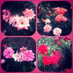 Profile Picture of Ervin Wilson (@cisteraxyg) on Instagram