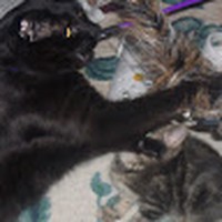 Profile Picture of Allison Duncan (@allison-duncan-54) on Quora
