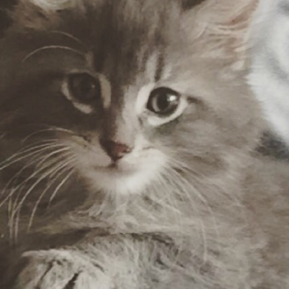 Profile Picture of Heidi Sticha (@hesticha) on Poshmark