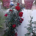 Profile Picture of sonia mughal (@soniamughal786) on Instagram