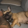 Profile Picture of Island Frenchie 😍 (@kendrick.bentley) on Tiktok