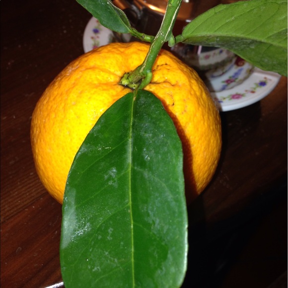 Profile Picture of Fina Canicatti (@finacanicatti) on Poshmark