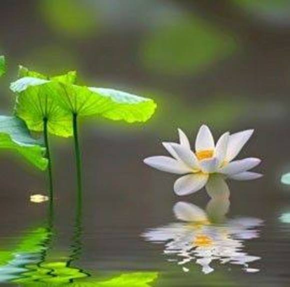 Profile Picture of Anson Lin (@ansonlin) on Poshmark