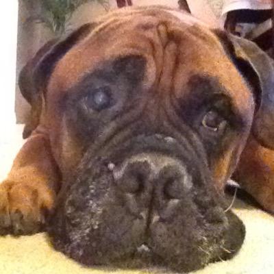Profile Picture of Marc Mule (@Muledog75) on Twitter