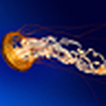 Profile Picture of Kevin Whitcomb (@kwhitcomb) on Flickr