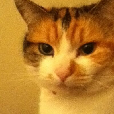 Profile Picture of Cameron Mcnulty (@CameronTigers) on Twitter