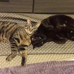 Profile Picture of Cristina Fernández Ribalta (@buchi_bruno) on Instagram