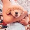 Profile Picture of ellie bellie (@@elliebelliethegolden) on Tiktok