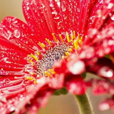 Profile Picture of Vania Mikitiuk (@a5f835a00b48411) on Twitter