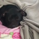 Profile Picture of daniele smalls@gamil.com (@danie_smalls) on Instagram