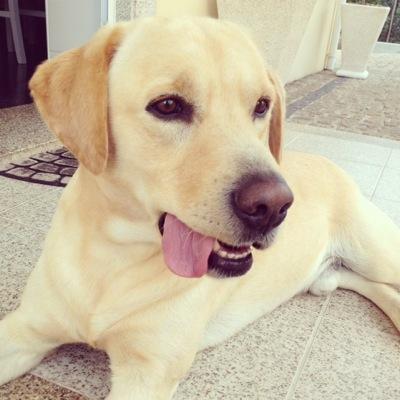 Profile Picture of Scott Gomes (@ScottGomes7) on Twitter