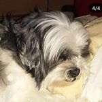 Profile Picture of Buddy and Watson (@_buddy_watson_) on Instagram