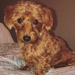 Profile Picture of Remi Newton James (@remithedoxiepoo) on Instagram