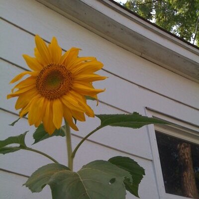 Profile Picture of Josh Downham (@pjdownham) on Twitter