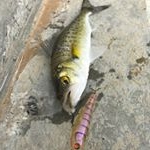 Profile Picture of Mitchell Fagan (@fagan18188) on Instagram