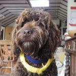 Profile Picture of Rosie (@alanrudkin2018) on Instagram