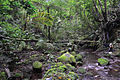 Profile Picture of Luzon montane rain forestson Wikipedia