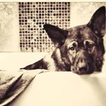 Profile Picture of Jim Morris (@highcottonkennels) on Instagram