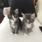 Profile Picture of Teddy & Thomas (@tntkittens) on Instagram