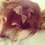 Profile Picture of Roy Harden (@wilsimpleabove) on Instagram