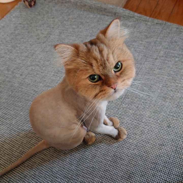 Profile Picture of ノルちゃん (@norway_chan) on Tiktok