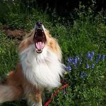 Profile Picture of Holly vom Stromberger Land (@holly_sheltie) on Instagram