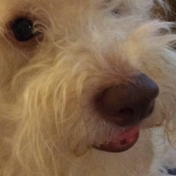 Profile Picture of Ilsa Perez (@ilsa_n_p) on Poshmark