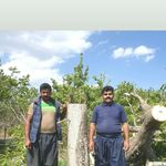 Profile Picture of #پیوندزنی گردو برادران خوش دست (@peyvandzani_gerdo_baradaran_kh) on Instagram