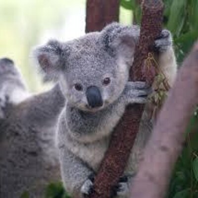 Profile Picture of Cody Tran (@PyroReBoRn) on Twitter