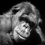 Profile Picture of Daniel Harris (@daniel.harris831) on Flickr