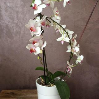 Profile Picture of Francoise Engel Arnold (@francoise.arnold) on Facebook