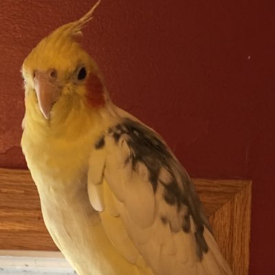 Profile Picture of Barbara Mock (@MockBmock) on Twitter