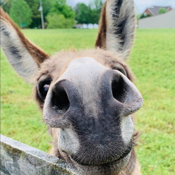 Profile Picture of Kristi Rector (@speckledfeather) on Poshmark