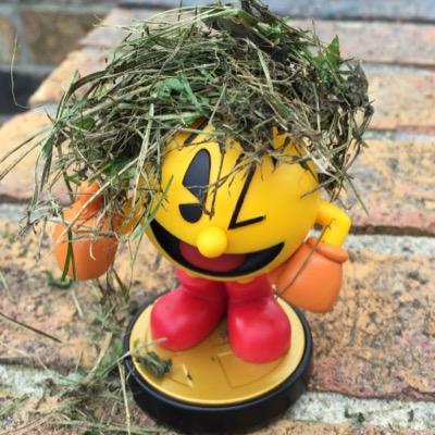 Profile Picture of Sheldon And Jerry (@sheldon_amiibo) on Twitter