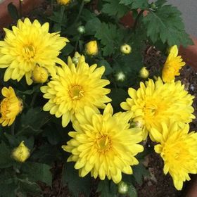 Profile Picture of Pinky Darbar (@pinky_darbar) on Pinterest