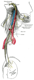 Profile Picture of Vagotomy - Wikipediaon Wikipedia