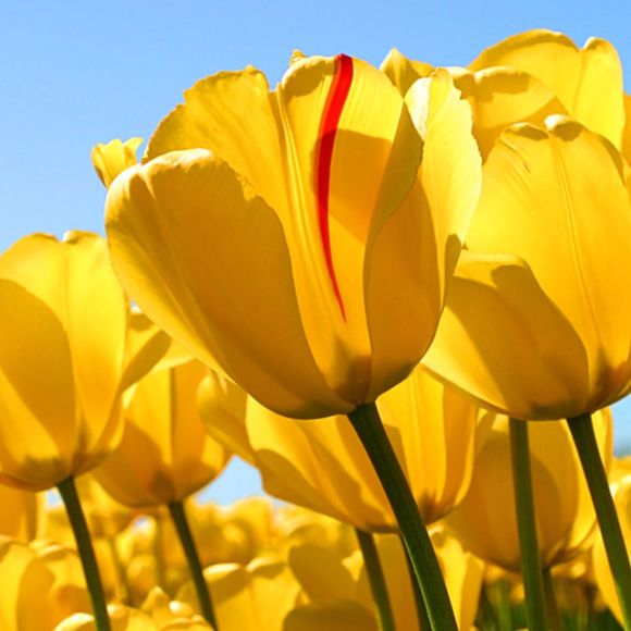 Profile Picture of Ingrid Van dieden (@4dutchkids) on Poshmark