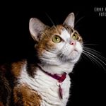 Profile Picture of Lumpia (@lumpialagata) on Instagram