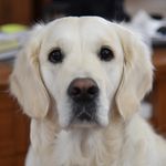 Profile Picture of Hollee And Lee Ann (@mcintire_mountain_goldens) on Instagram